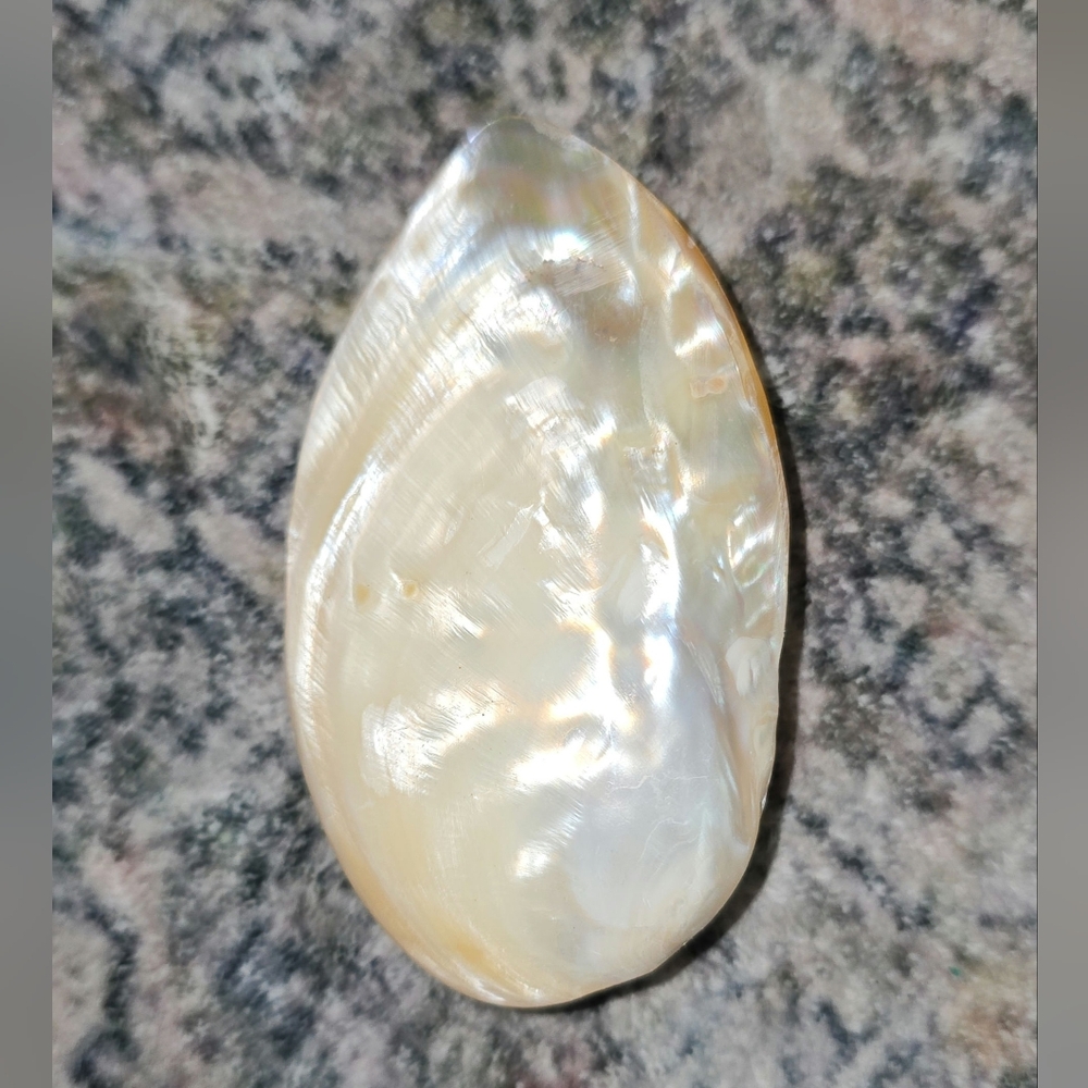 Mother-of-Pearl Shell - Picture 2 of 2